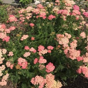 Meet your Posher, Leara